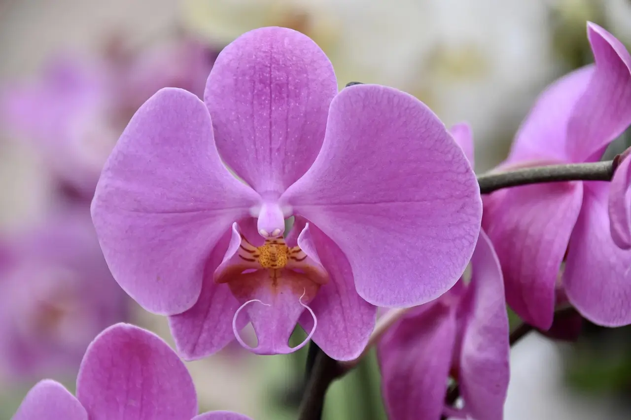 Orchidee Symbolbild Endometriose